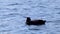 Eurasian coot bird close-up on blue mirror water