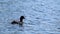 Eurasian coot bird eating on blue lake waves water