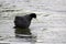 Eurasian Coot bird splashing water