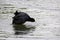 Eurasian Coot bird splashing water