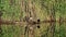 Eurasian coot birds sitting on tree trunk in water