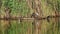 Eurasian coot birds sitting on tree trunk in water