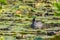 Eurasian Coot, black duck, Common coot Fulica atra