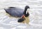 Eurasian Coot chick begging