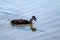 Eurasian coot chick with open beak, feeding