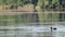 Eurasian coot couple birds eating, diving on lake