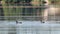 Eurasian coot couple birds eating, diving on lake
