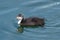 Eurasian coot duck (fulica atra) baby