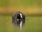 Eurasian coot floating on water in a green setting