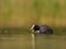 Eurasian coot floating on water in a green setting