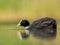 Eurasian coot floating on water in a green setting