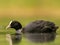 Eurasian coot floating on water in a green setting