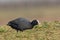 Eurasian Coot forage in the meadow.