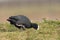 Eurasian Coot forage in the meadow.