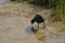 Eurasian coot foraging in a pool in Zwin nature reserve, Knokke