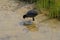 Eurasian coot foraging in a pool in Zwin nature reserve, Knokke
