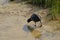 Eurasian coot foraging in a pool in Zwin nature reserve, Knokke