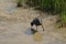 Eurasian coot foraging in a pool in Zwin nature reserve, Knokke