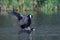 Eurasian coot Fulica atra