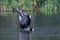 Eurasian coot Fulica atra