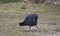 Eurasian coot (Fulica atra) in an aggressive posture