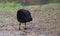 Eurasian coot (Fulica atra) in an aggressive posture