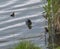 Eurasian coot Fulica atra, also known as the common coot with a newborn chicks swimming in the water of green pond with