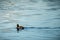 The Eurasian coot Fulica atra in blue lake water