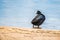 The Eurasian coot Fulica atra in blue lake water near shore