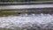 Eurasian coot, Fulica atra chasing each other by running across the water