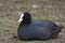 Eurasian coot (Fulica atra) sitting on the ground