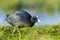 Eurasian coot, Fulica atra, waterfowl foraging in wetlands