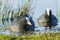 Eurasian coot, Fulica atra, waterfowl foraging in wetlands