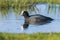 Eurasian coot, Fulica atra, waterfowl foraging in wetlands