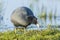 Eurasian coot, Fulica atra, waterfowl foraging in wetlands