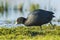 Eurasian coot, Fulica atra, waterfowl foraging in wetlands