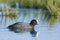 Eurasian coot, Fulica atra, waterfowl foraging in wetlands