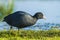 Eurasian coot, Fulica atra, waterfowl foraging in wetlands