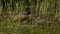 Eurasian coot i het nest with chicks in a lake with reed