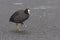 Eurasian coot on ice