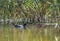 Eurasian coot on the lake on the typha background