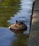 Eurasian Coot, Meerkoet, Fulica atra