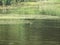 Eurasian coot near the green shore