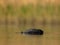 Eurasian coot sharpened against a background of water and greenery