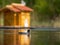 Eurasian coot sharpened against a background of water and a wooden house