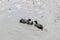 Eurasian Coot And Siblings Swimming â€«In The Water At Amsterdam The Netherlands 15-5-2021