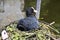 Eurasian Coot Sitting On A Nest