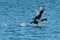 Eurasian coot in spring