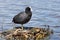 A Eurasian coot standing on the nest.