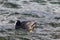 Eurasian coot swimming in the lake